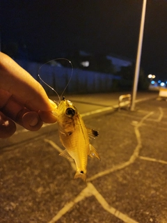 ネンブツダイの釣果