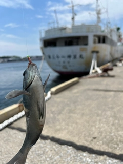 メジナの釣果