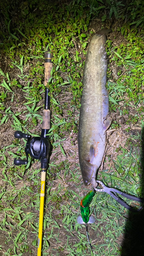 マナマズの釣果