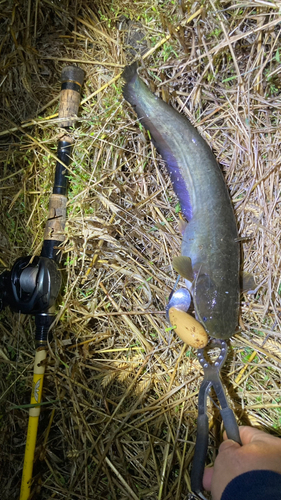 マナマズの釣果