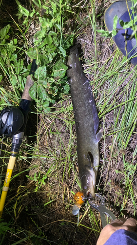 マナマズの釣果