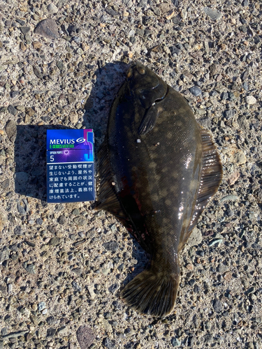 カレイの釣果