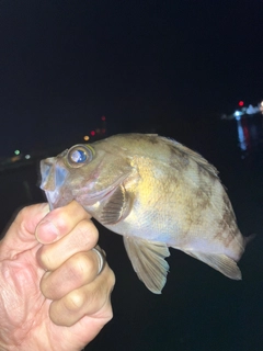 メバルの釣果