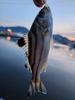 コトヒキの釣果