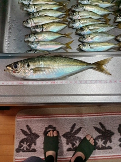 アジの釣果