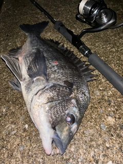 クロダイの釣果