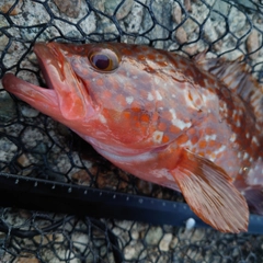 キジハタの釣果