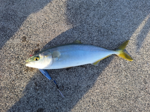 ワカシの釣果