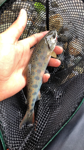 アマゴの釣果