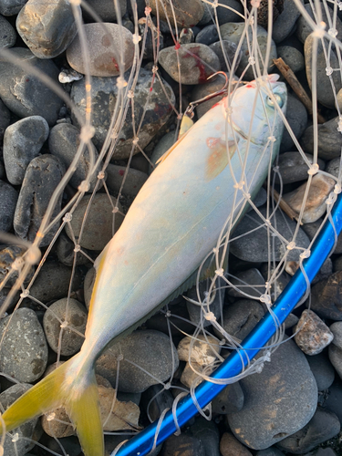 ワカシの釣果