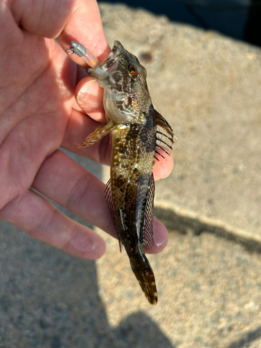 アナハゼの釣果