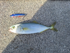 ワカシの釣果