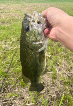 ラージマウスバスの釣果