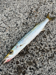 タイワンカマスの釣果