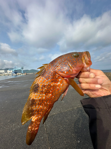 アコウの釣果