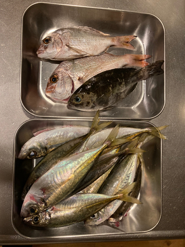 アジの釣果