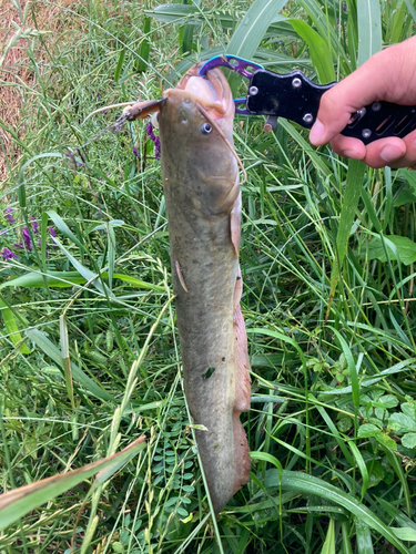 ナマズの釣果