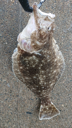 ヒラメの釣果