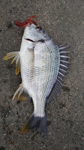 キチヌの釣果