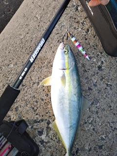 イナダの釣果