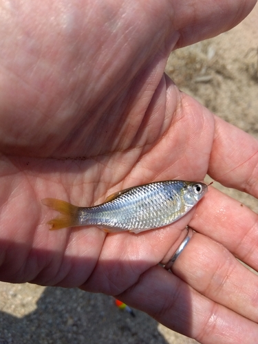 タナゴの釣果