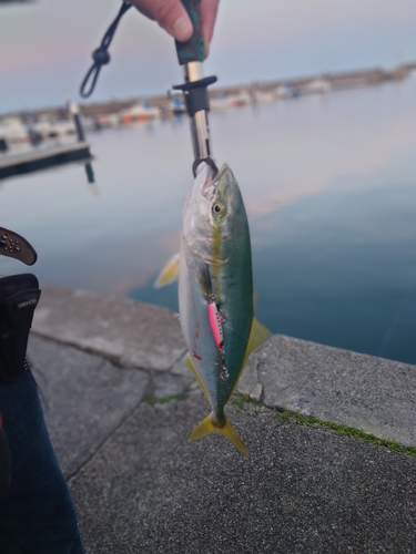 フクラギの釣果