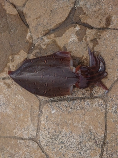 モンゴウイカの釣果