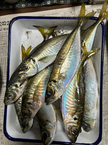 アジの釣果