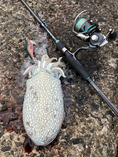 シリヤケイカの釣果