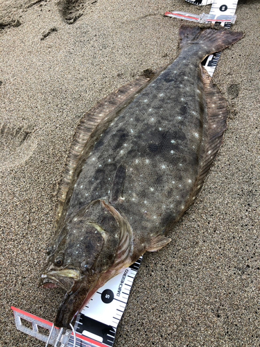 ヒラメの釣果