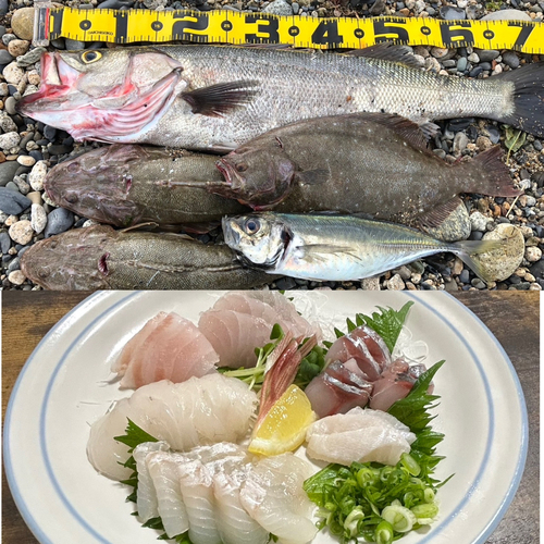 シーバスの釣果