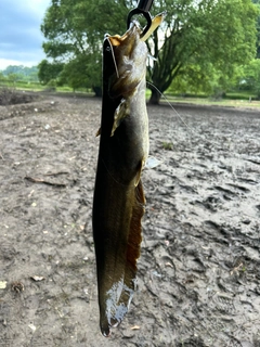 ナマズの釣果