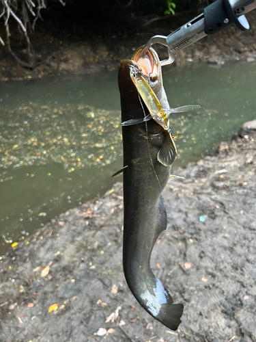 ナマズの釣果