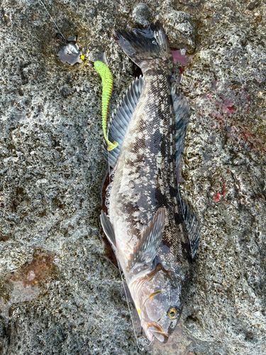 アイナメの釣果