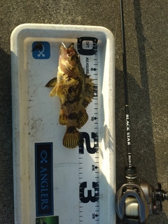 タケノコメバルの釣果