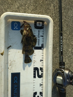 タケノコメバルの釣果