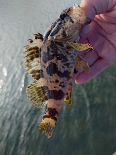 タケノコメバルの釣果
