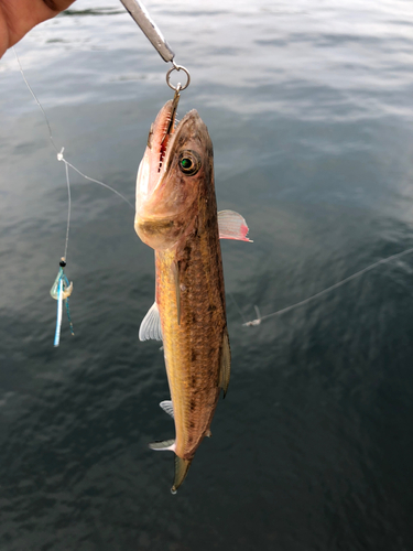 エソの釣果