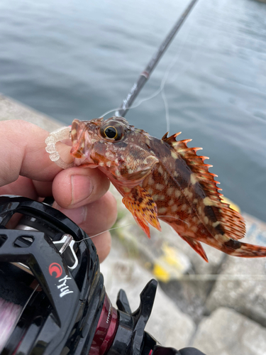 アラカブの釣果