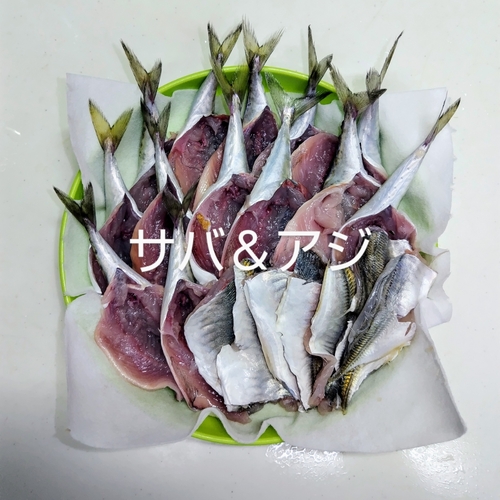 サバの釣果