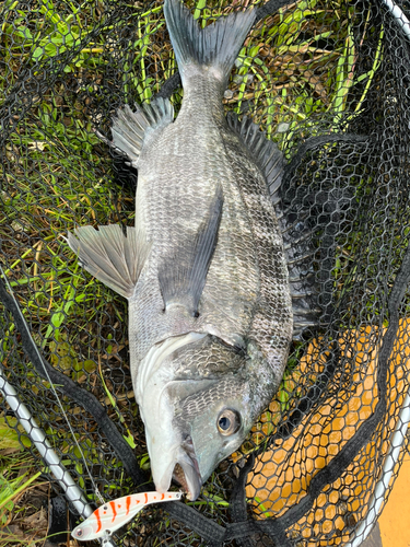 チヌの釣果