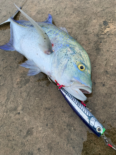 カスミアジの釣果