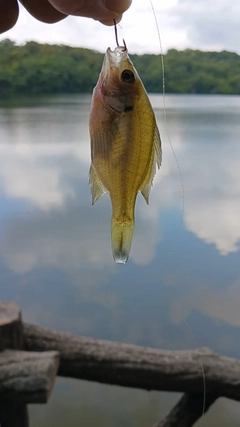 ブルーギルの釣果