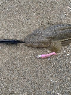 マゴチの釣果