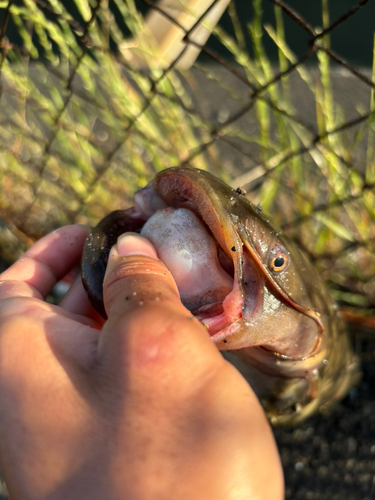 マナマズの釣果