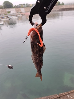 アイナメの釣果