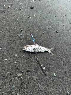 コノシロの釣果