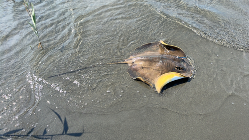 エイの釣果