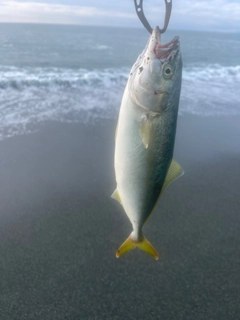 ワカシの釣果