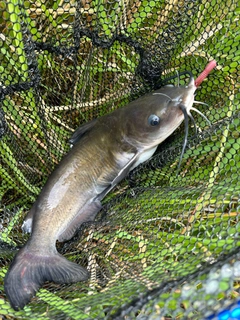 アメリカナマズの釣果